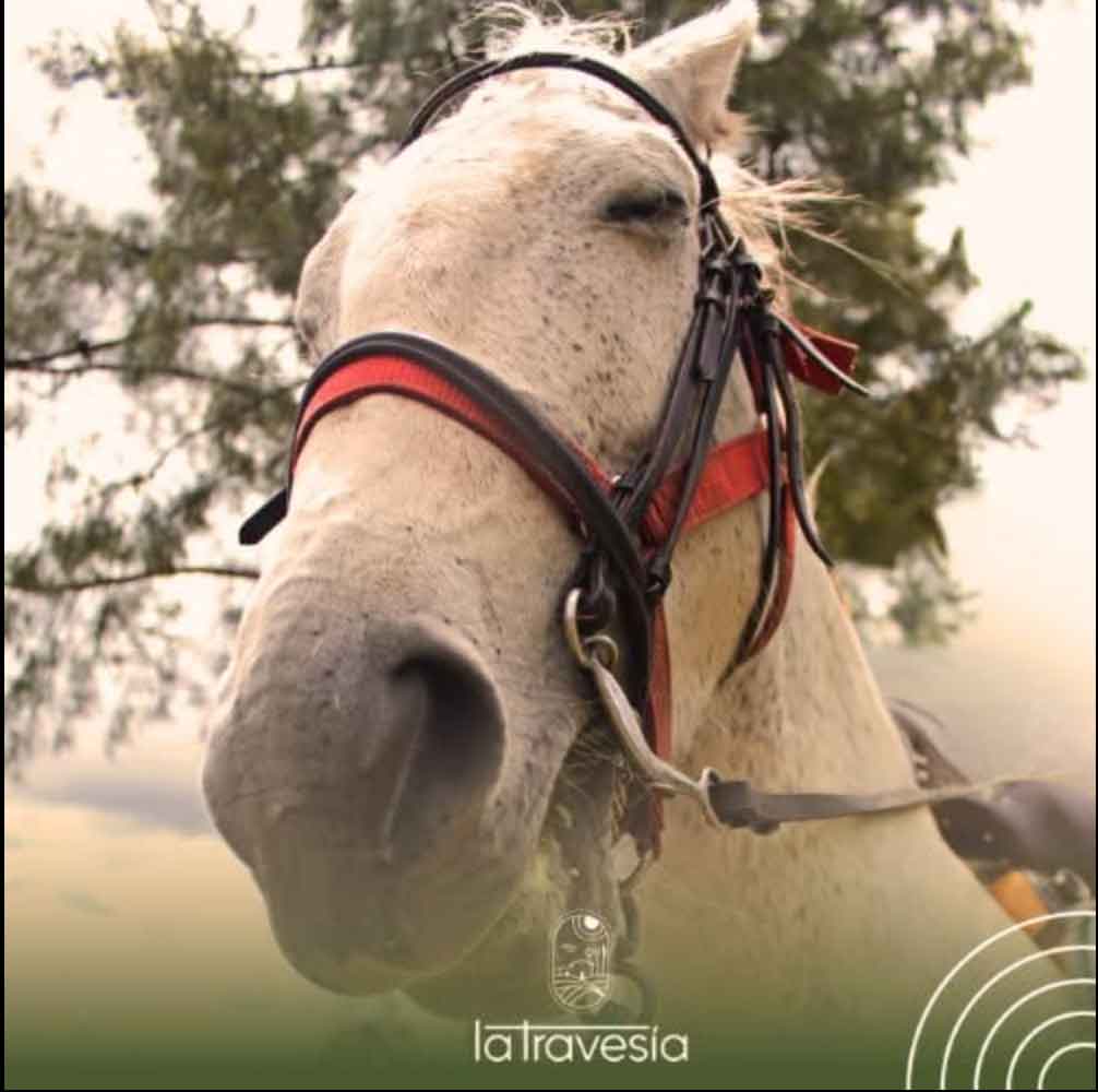 Caballo de la finca, de cerca