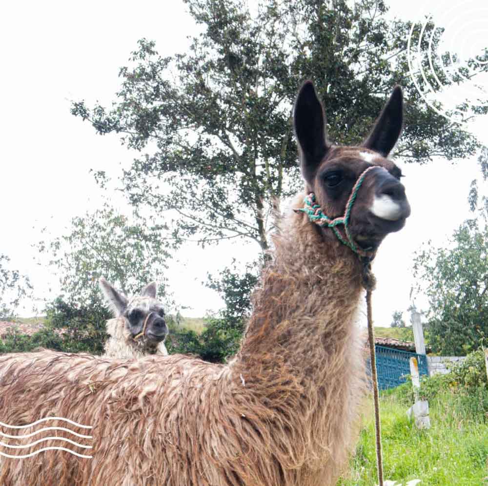 Llama paseando por los jardines