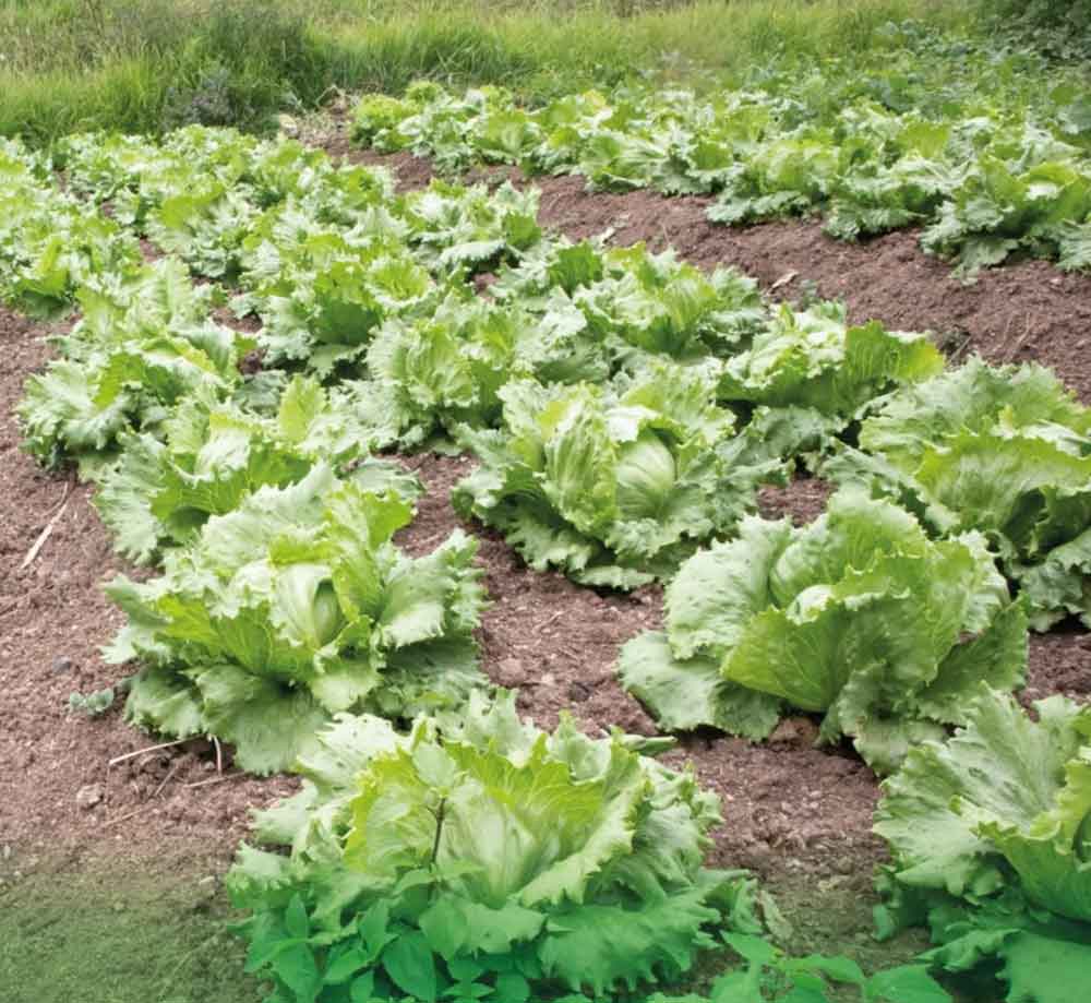Lechugas de nuestra huerta