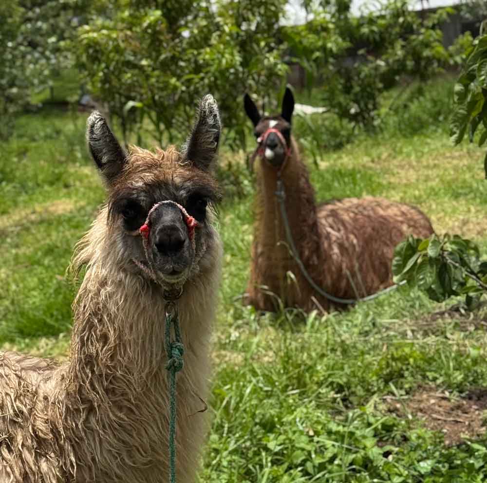 Llamas