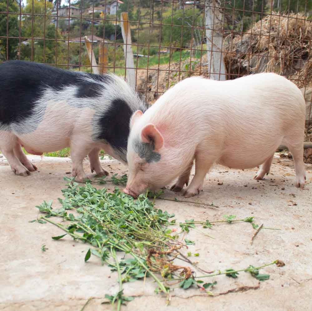 Animales bien cuidados