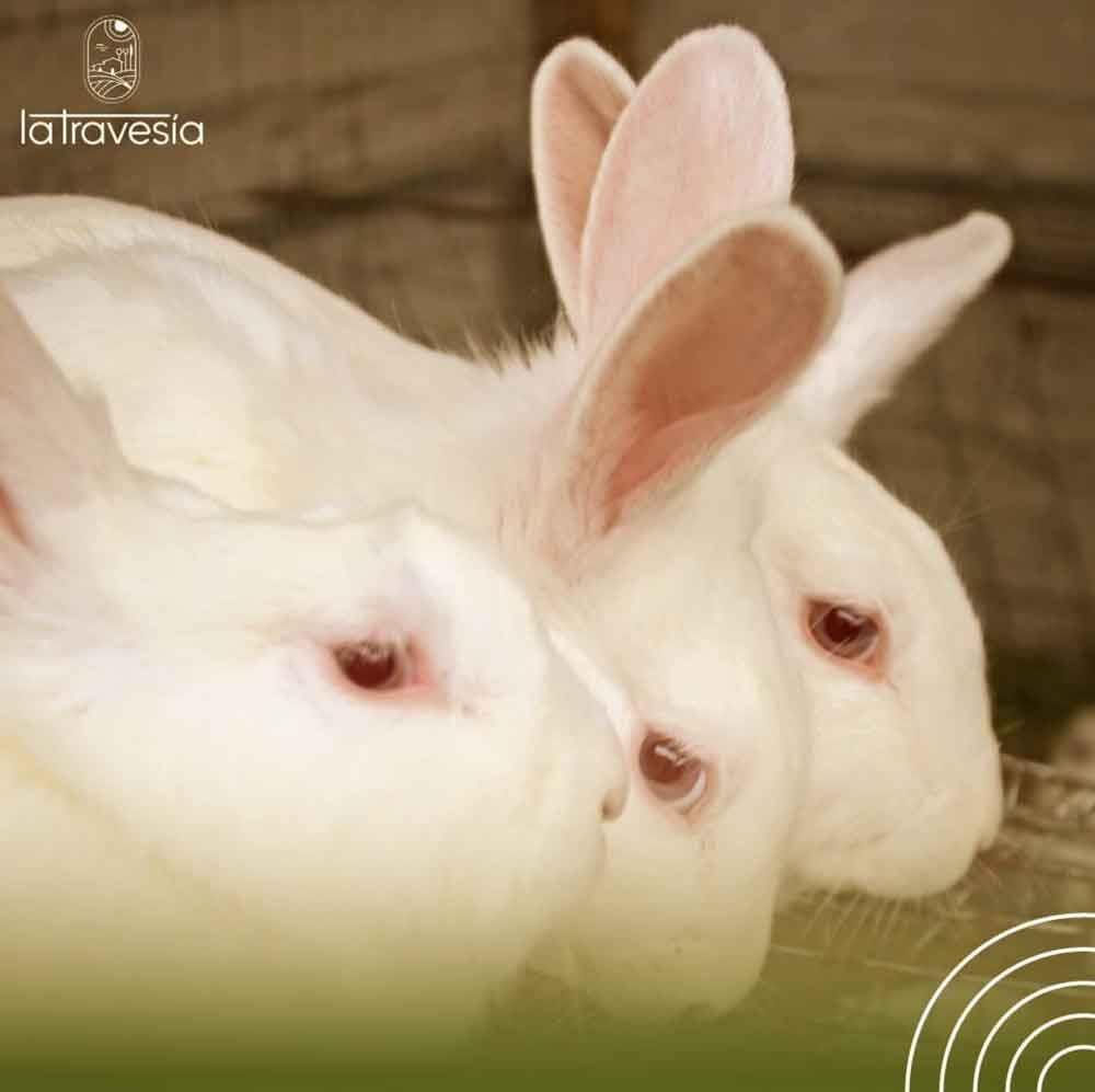 Conejos
